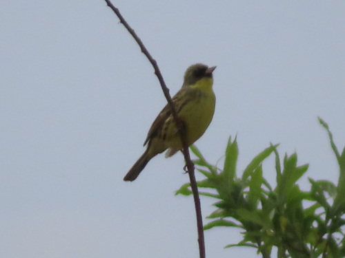 Masked Bunting (Emberiza personata), photo 7