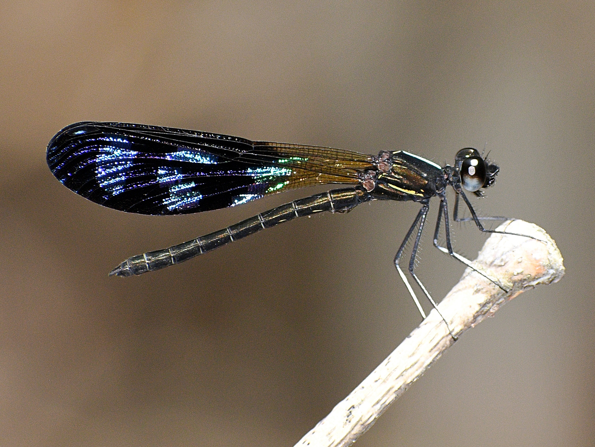 Blue-Wedged Jewel
