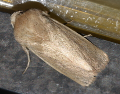 Leucania abdominalis