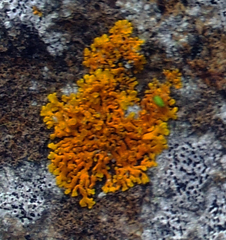 Jackelixia ligulata image