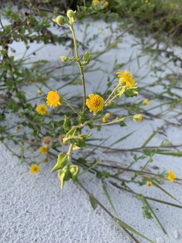 Heterotheca subaxillaris image