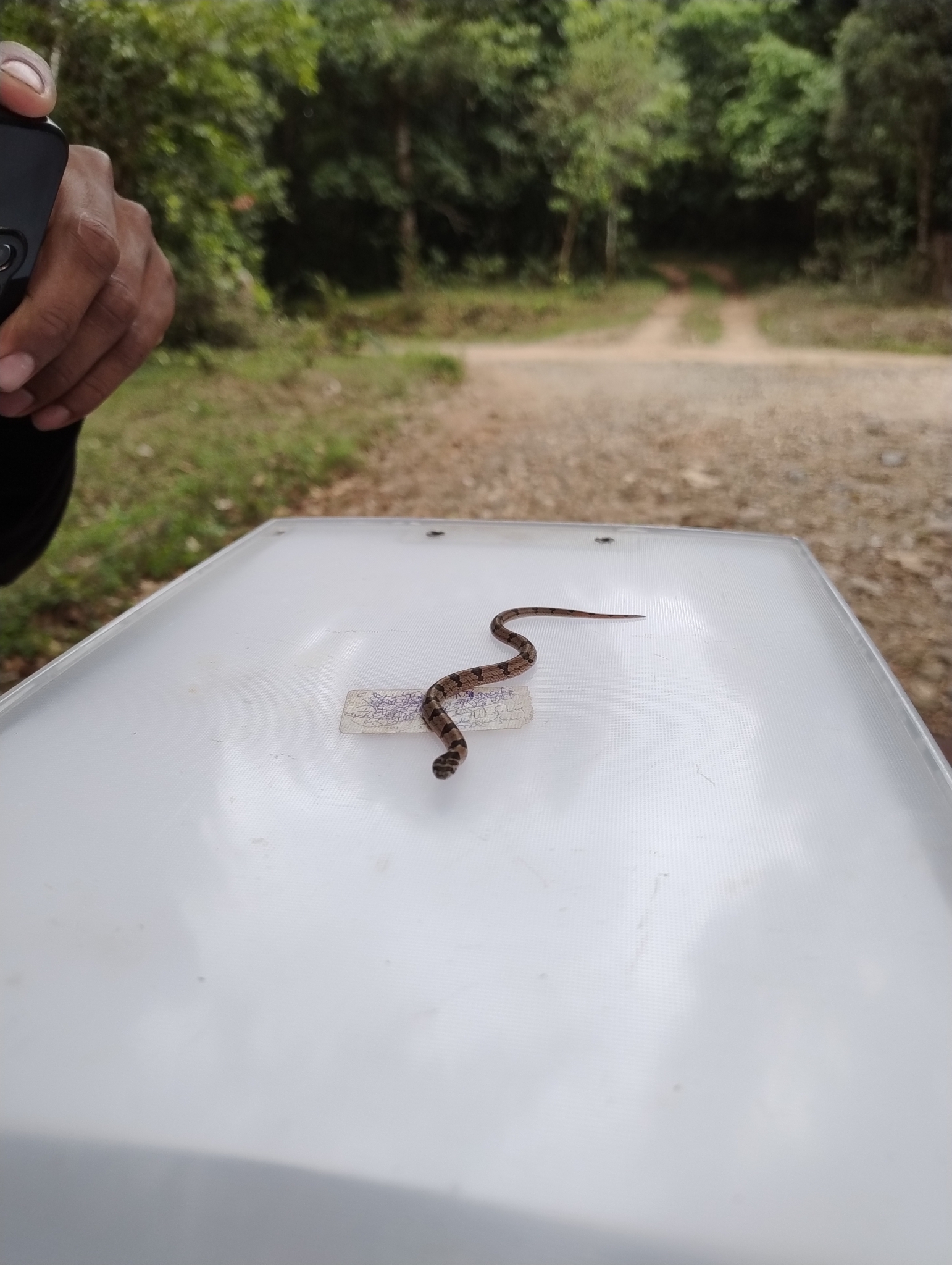 Streaked Kukri Snake