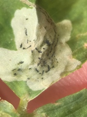Liriomyza fricki