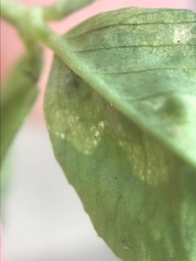 Liriomyza fricki