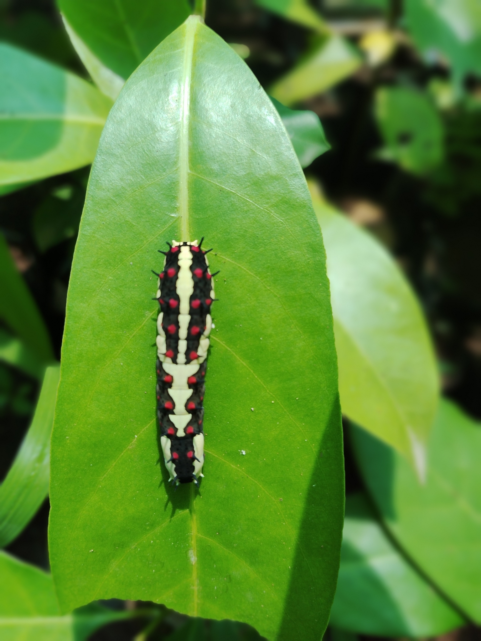 Common Mime