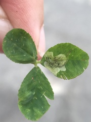Liriomyza fricki