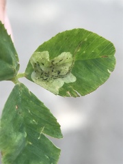Liriomyza fricki
