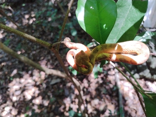 Malabarian Pit Viper