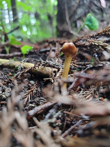 Paraisaria heteropoda