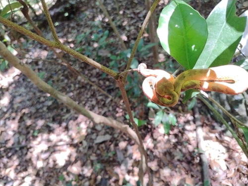 Malabarian Pit Viper