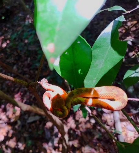 Malabarian Pit Viper