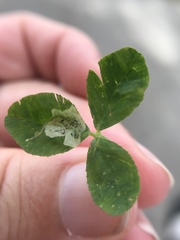 Liriomyza fricki