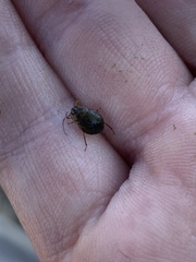 Ambrysus amargosus