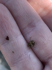 Ambrysus amargosus