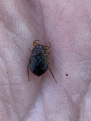 Ambrysus amargosus