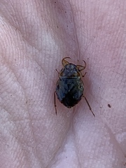 Ambrysus amargosus