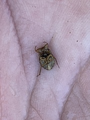 Ambrysus amargosus