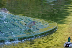 Butorides virescens