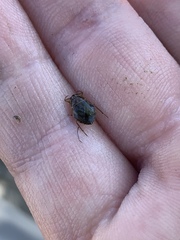 Ambrysus amargosus