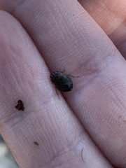 Ambrysus amargosus