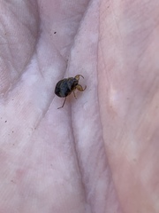 Ambrysus amargosus
