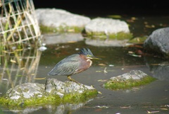 Butorides virescens