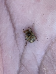 Ambrysus amargosus