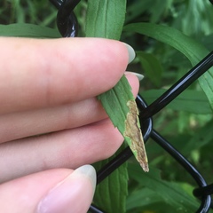 Calycomyza solidaginis