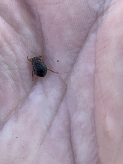 Ambrysus amargosus