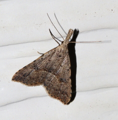 Trigonistis asthenopa