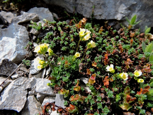Image of Draba ladina by (c) Karsten Rohweder, some rights reserved (CC BY)
