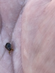 Ambrysus amargosus