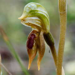 Pterostylis ferruginea
