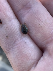 Ambrysus amargosus