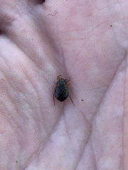 Ambrysus amargosus