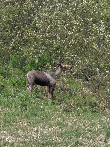 Moose photographed in Idaho
