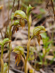 Pterostylis ferruginea