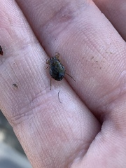 Ambrysus amargosus