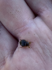 Ambrysus amargosus