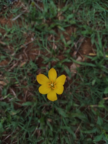 Zephyranthes citrina