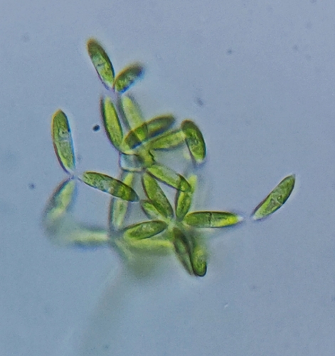 Dactylococcus