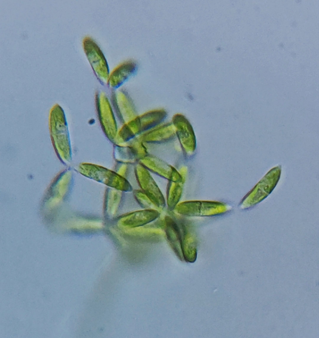 Dactylococcus