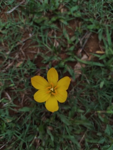 Zephyranthes citrina