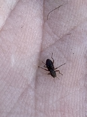 Stenelmis calida