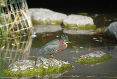 Butorides virescens