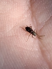 Stenelmis calida