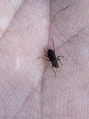 Stenelmis calida