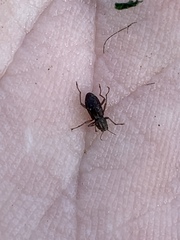 Stenelmis calida