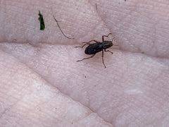 Stenelmis calida