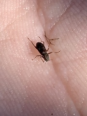 Stenelmis calida